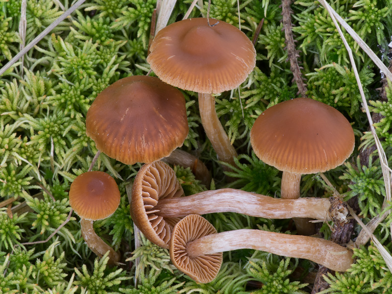 Cortinarius albovariegatus